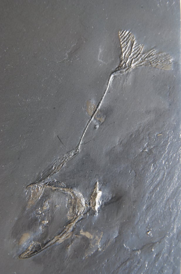 Hapalocrinus elegans_Bundenbach_zoom