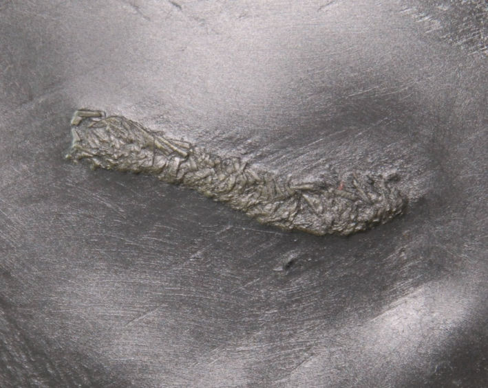 Tentaculites_Bundenbach_zoom