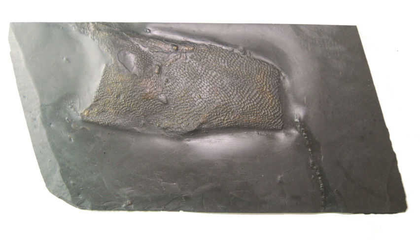 Favosites,  Nautiloid_Bundenbach