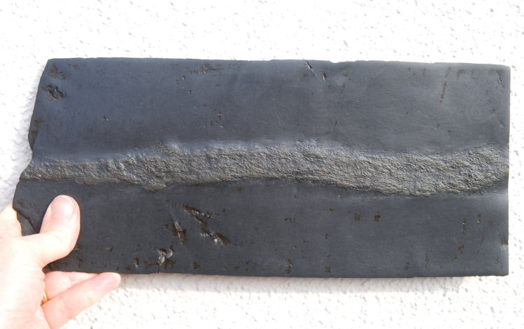 Retifungus_Bundenbach