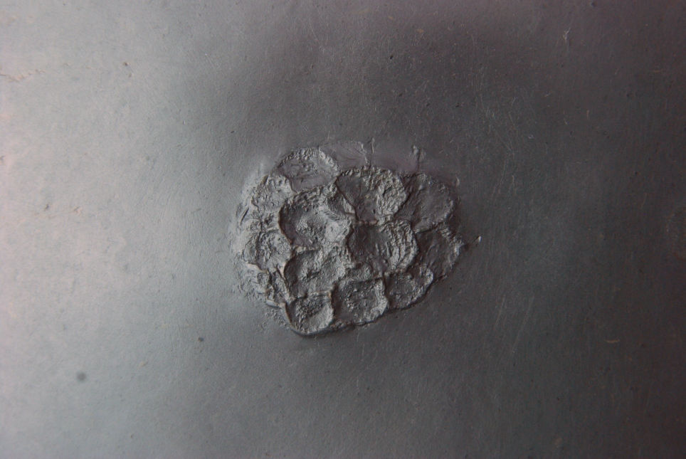 Pleurodictyum_Bundenbach_zoom