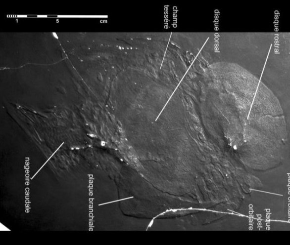 Drepanaspis Gemuendenensis_Bundenbach_zoom
