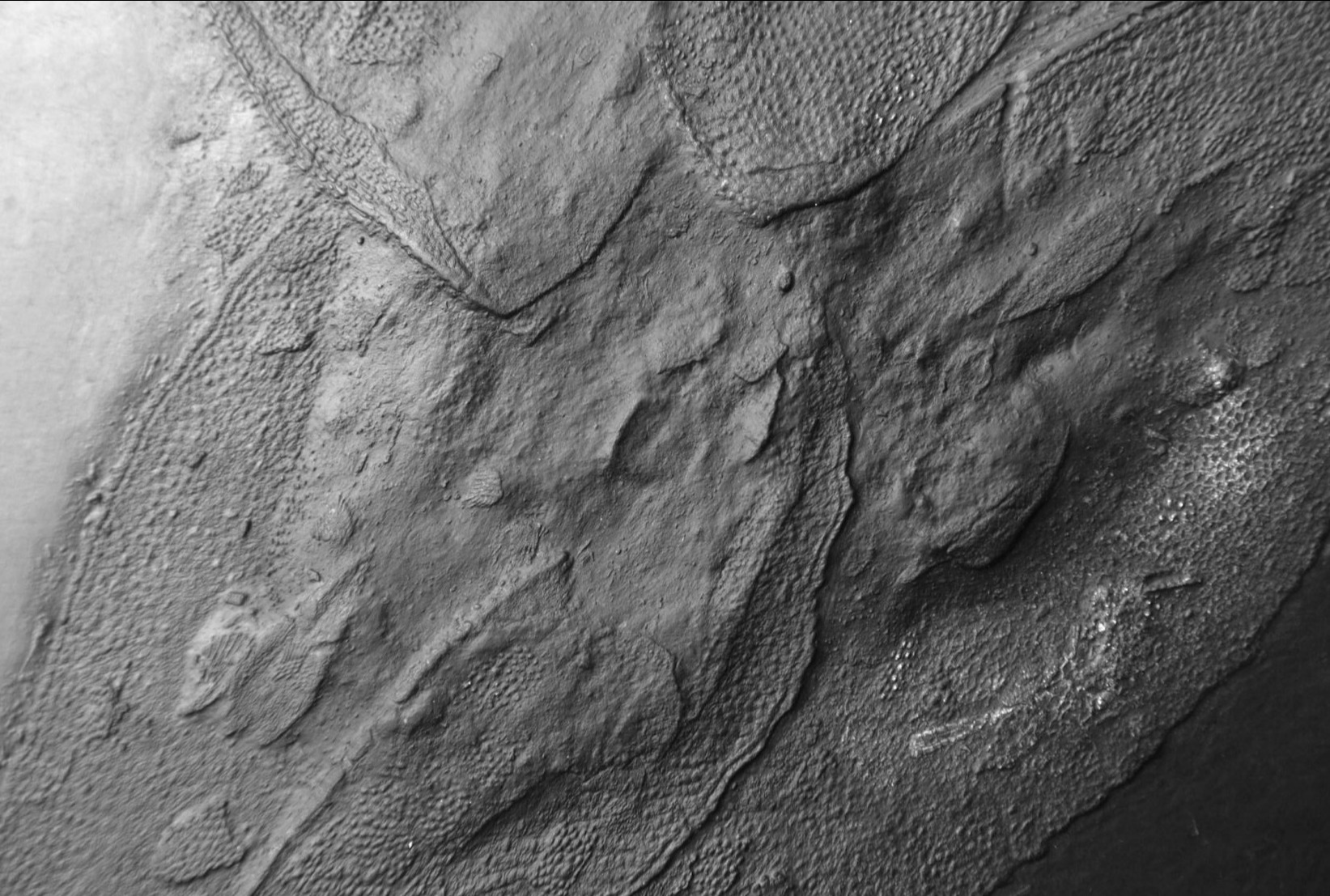 Drepanaspis Gemuendenensis_Bundenbach