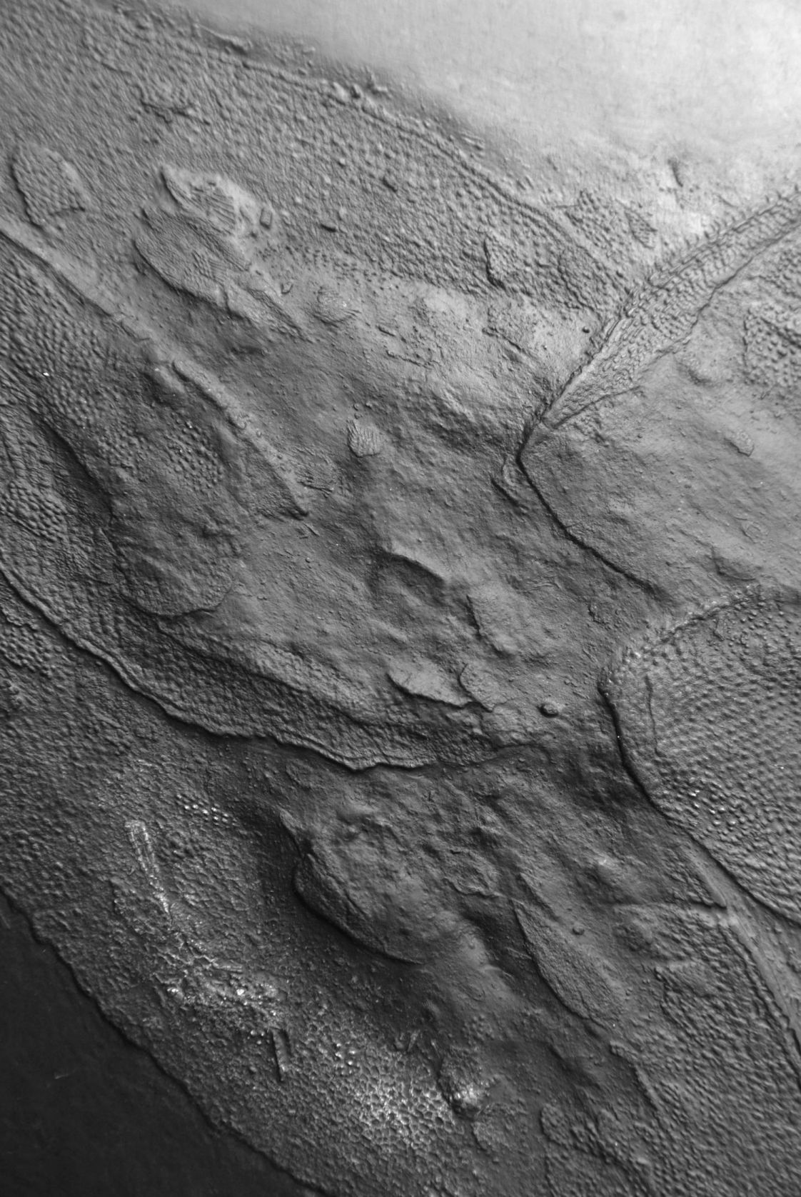 Drepanaspis Gemuendenensis_Bundenbach_zoom