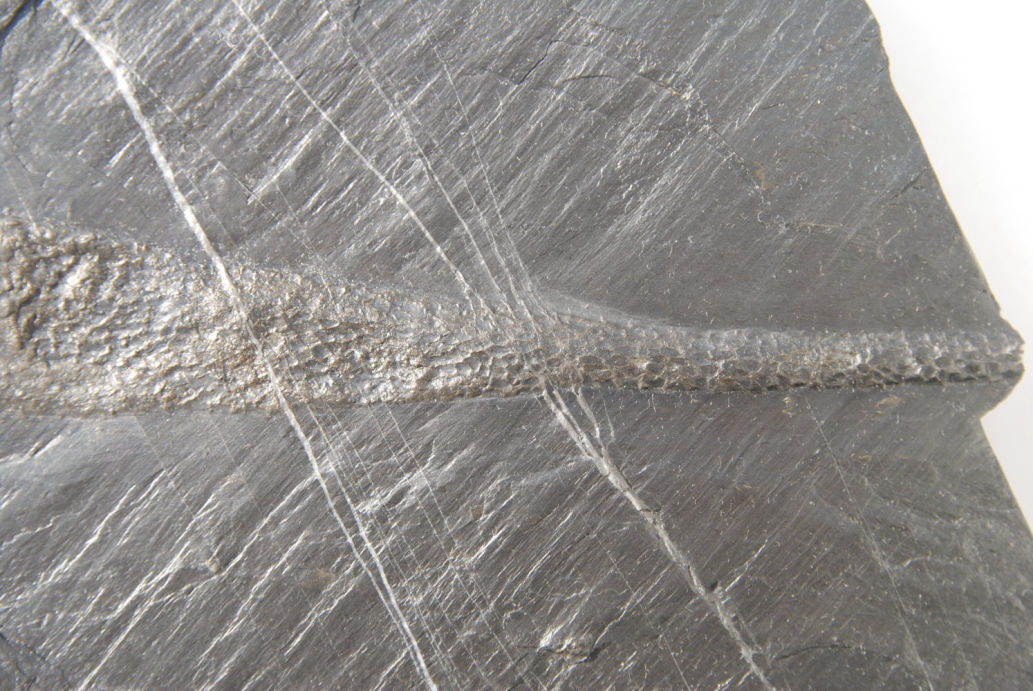 Favosites, Orthoceras_Bundenbach