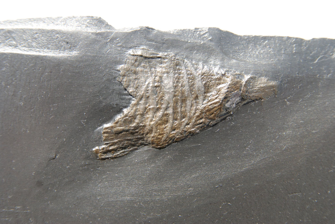 Zaphrentis primaera_Bundenbach_zoom