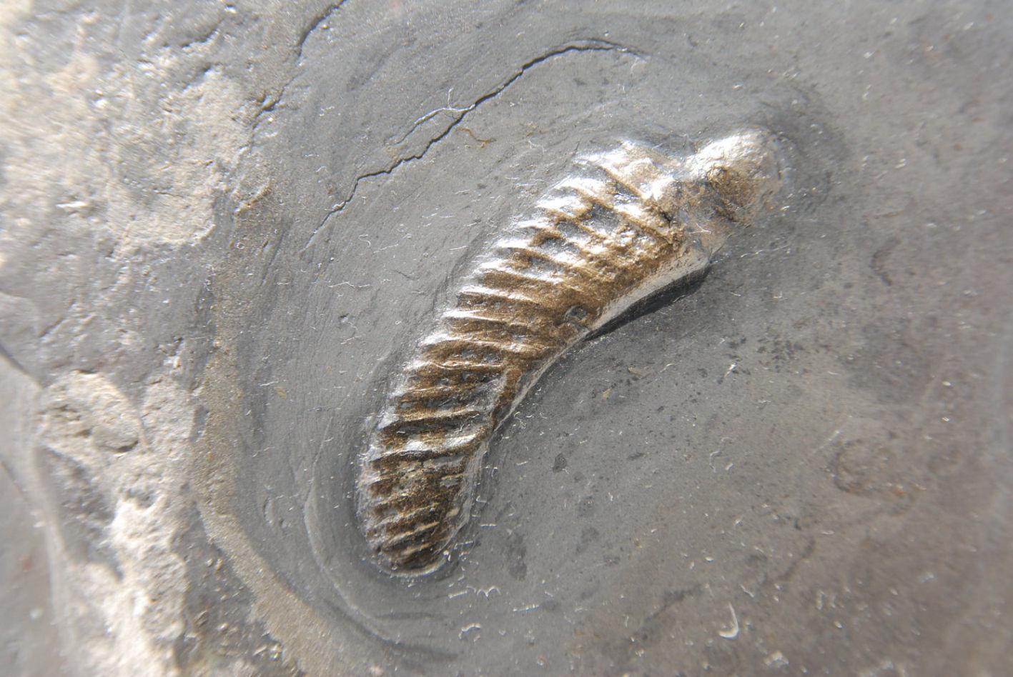 Ivoites schinderwolfi_Bundenbach_zoom