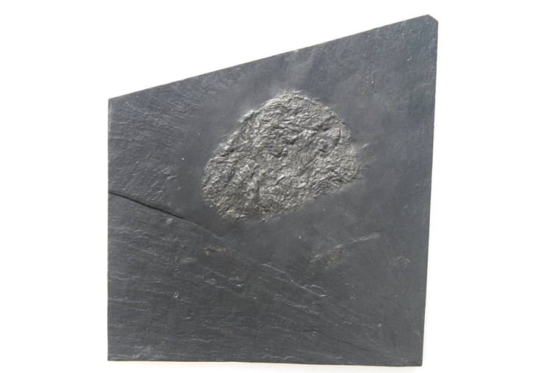 Pleurodiscus discoidus_Bundenbach