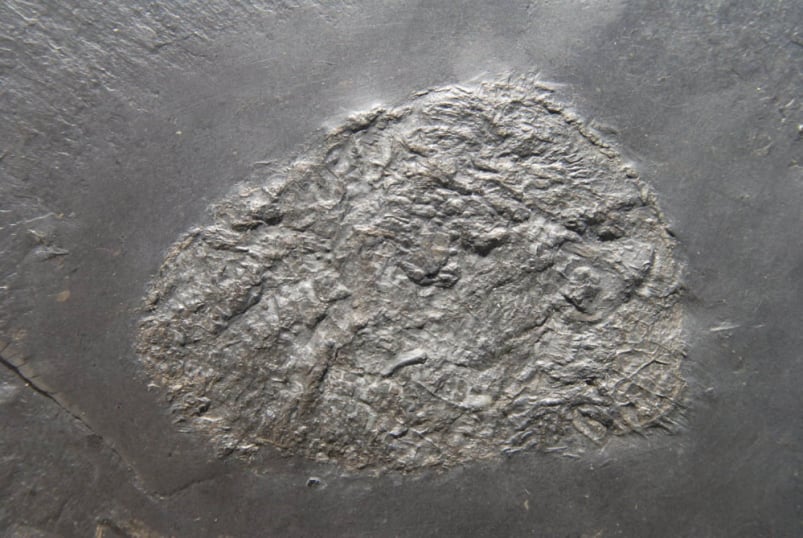 Pleurodiscus discoidus_Bundenbach_zoom