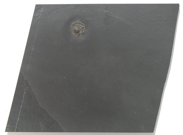 Euomphalus n.sp._Bundenbach