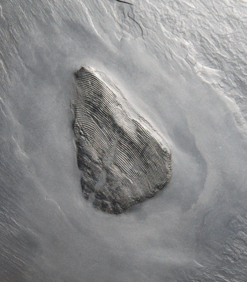 Conularia_Bundenbach_zoom