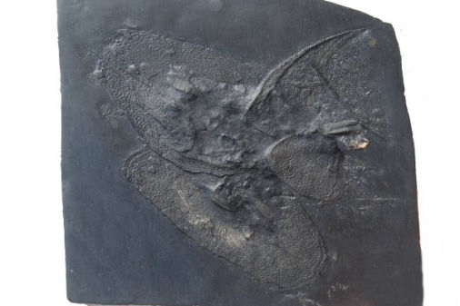 Bundenbach_Fossilien_Diversa Bundenbach_Fossilien_Diversa
