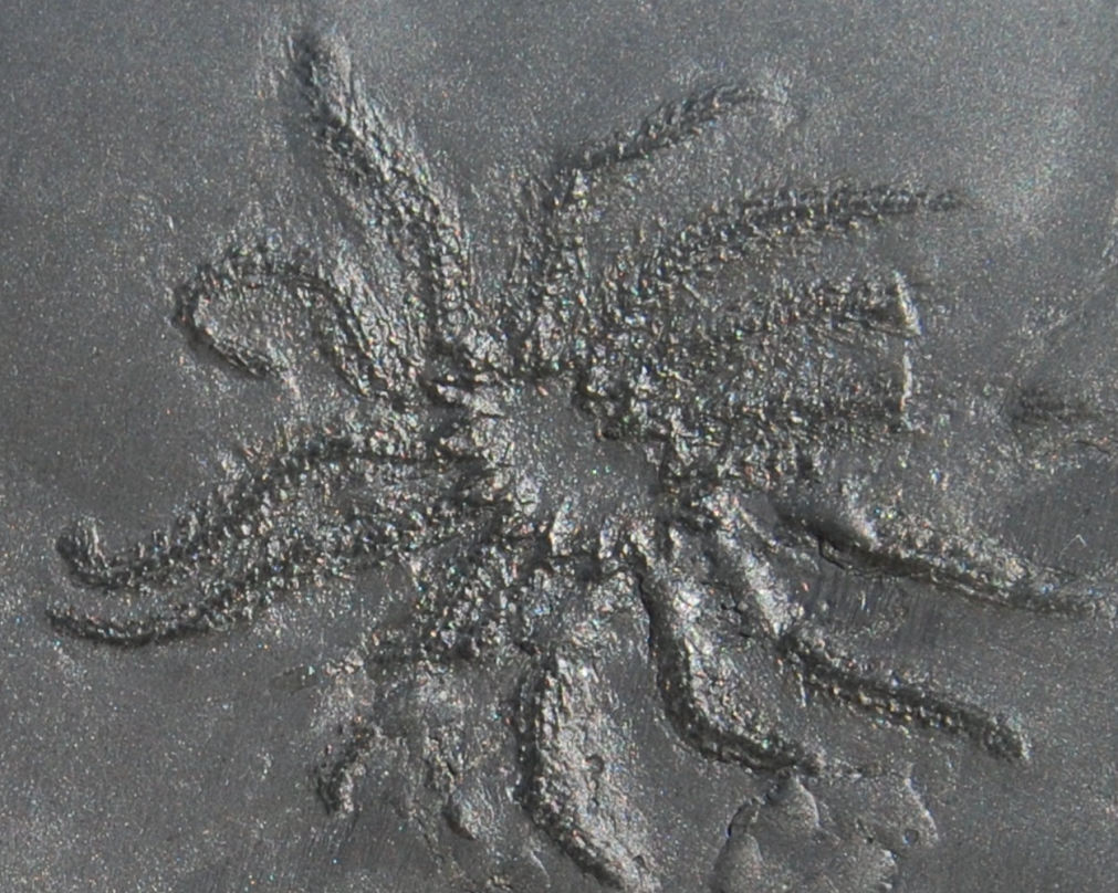 Medusaster rhenanus_Bundenbach_zoom