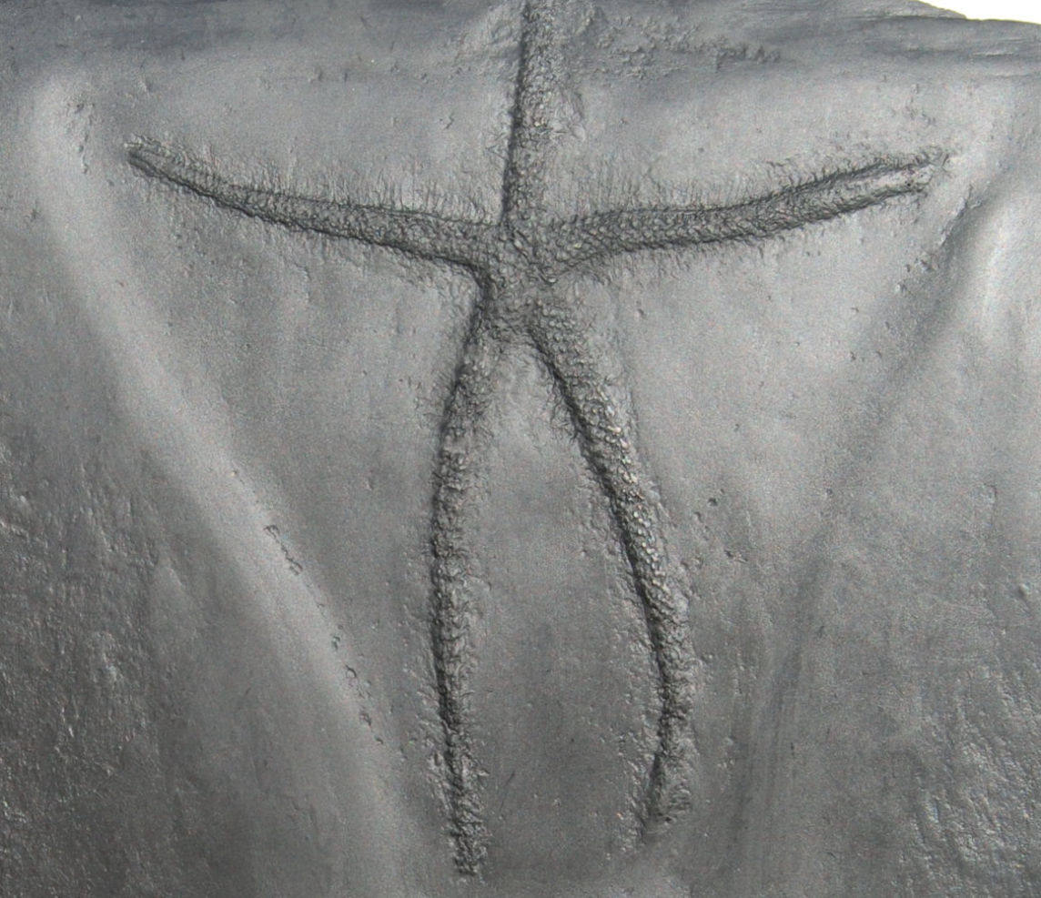 Urasterella asperula_Bundenbach