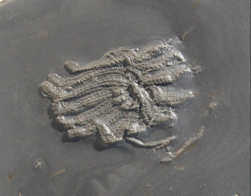 Medusaster rhenanus_Bundenbach_zoom