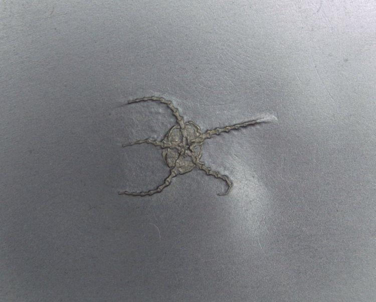 Ophiurina lymani_Bundenbach_zoom