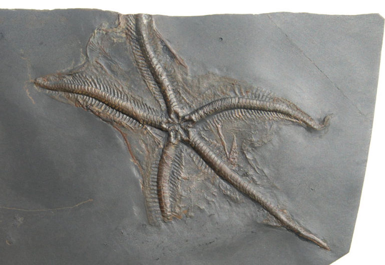 Loriolaster mirablilis_Bundenbach_zoom