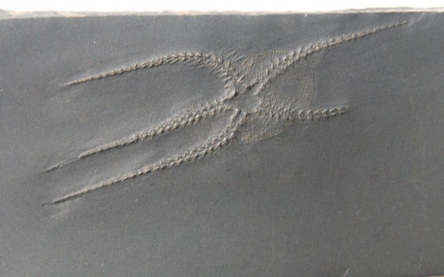 Furcaster palaeozoicus_Bundenbach_zoom