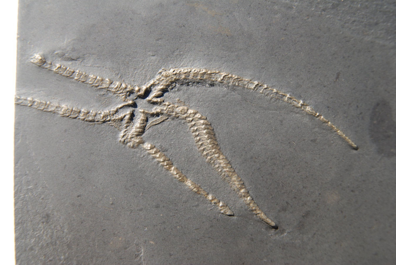 Furcaster palaeozoicus_Bundenbach-zoom