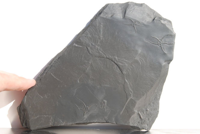 Ophiurina lymani_Bundenbach_zoom