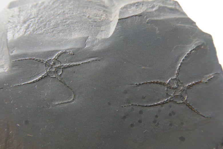 Ophiurina lymani_Bundenbach