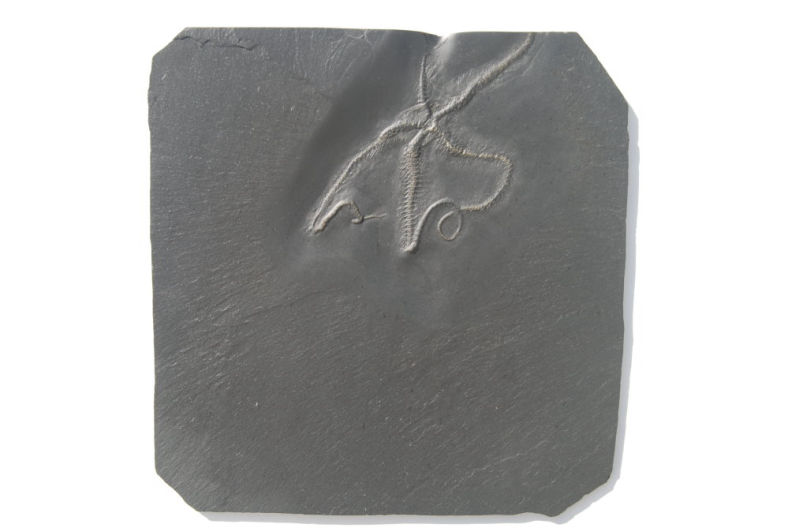 Eospondylus primigenius_Bundenbach