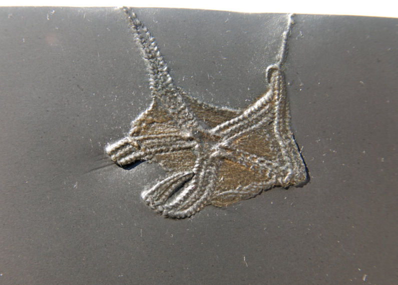 Encrinaster roemeri_Bundenbach_zoom