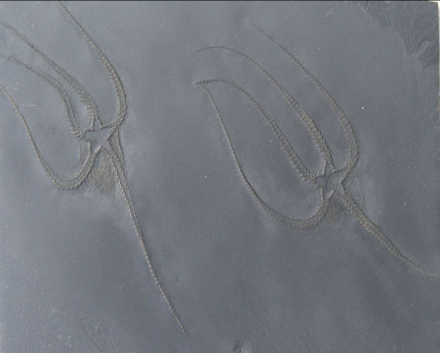 Furcaster palaeozoicus_Bundenbach_zoom