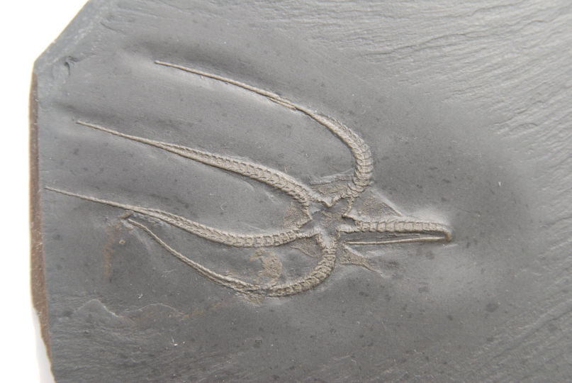 Furcaster palaeozoicus_Bundenbach_zoom