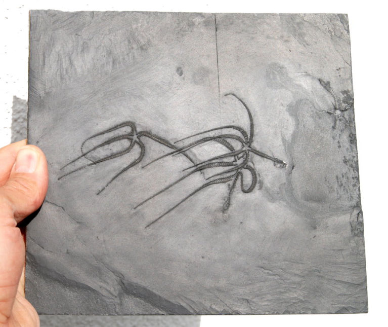 Furcaster palaeozoicus_Bundenbach