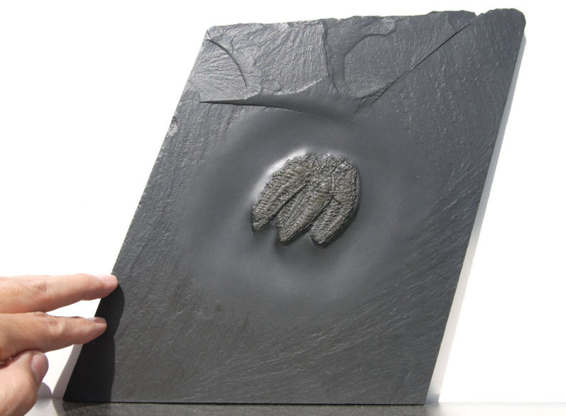 Hystrigaster horridus_Bundenbach