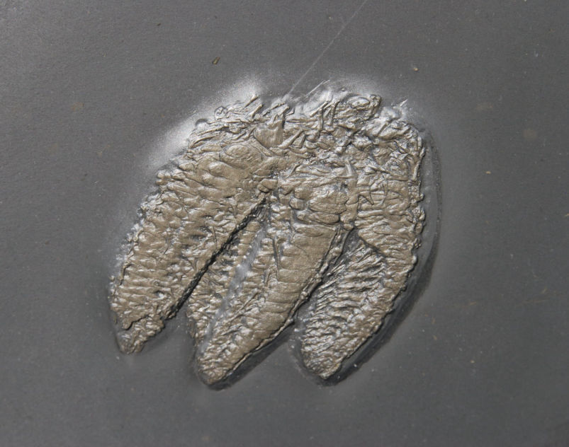 Hystrigaster horridus_Bundenbach