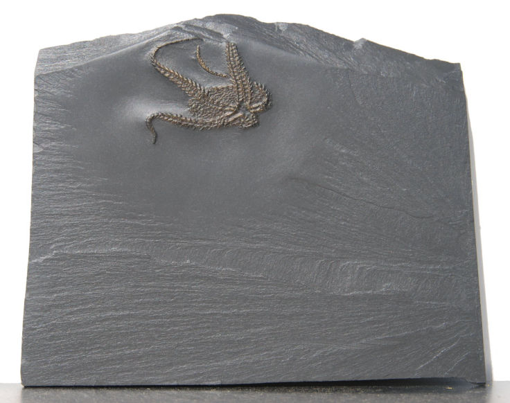 Bundenbachia beneckei_Bundenbach