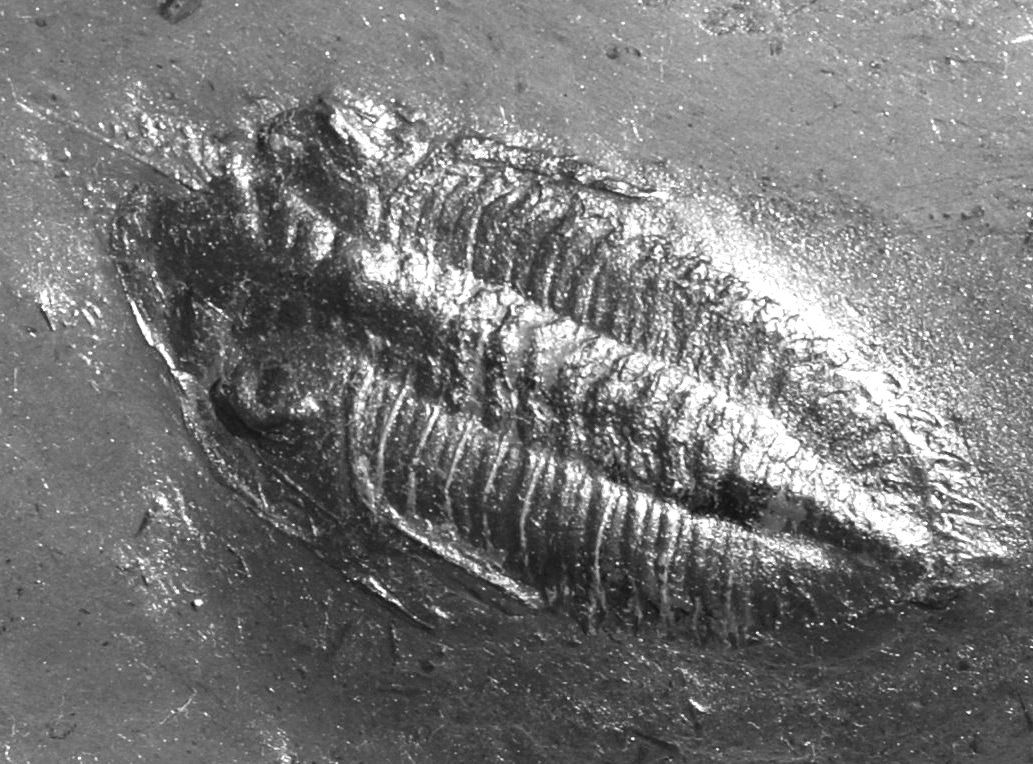 Rhenops_Bundenbach_zoom