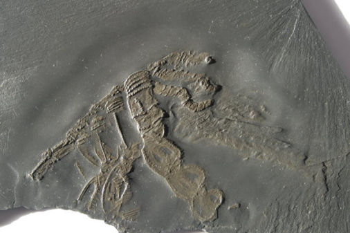 Bundenbach_Fossil_Arthropoda Bundenbach_Fossil_Arthropoda